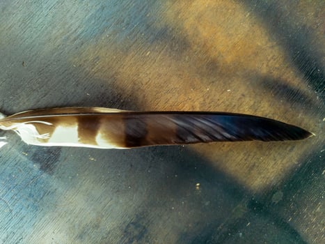 close up of an eagle feather against a wooden texture background photo