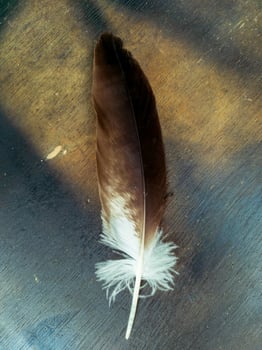 close up of an eagle feather against a wooden texture background photo