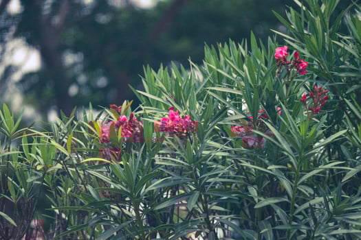 Jepun or Nerium Oleander is also known as butter flower or oleander. photo
