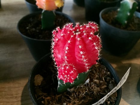 decorative cactus plants with cute shapes and colors photo