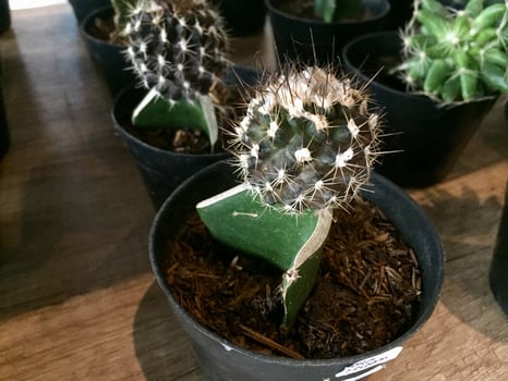 decorative cactus plants with cute shapes and colors photo