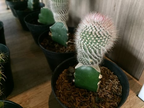decorative cactus plants with cute shapes and colors photo
