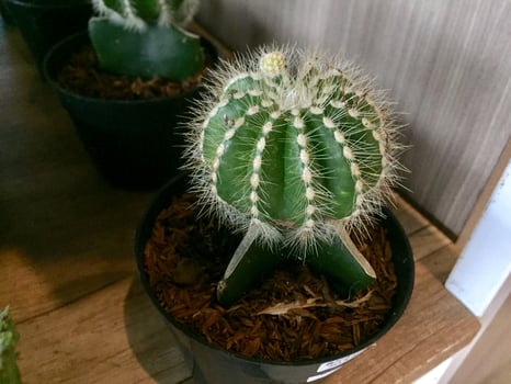 decorative cactus plants with cute shapes and colors photo