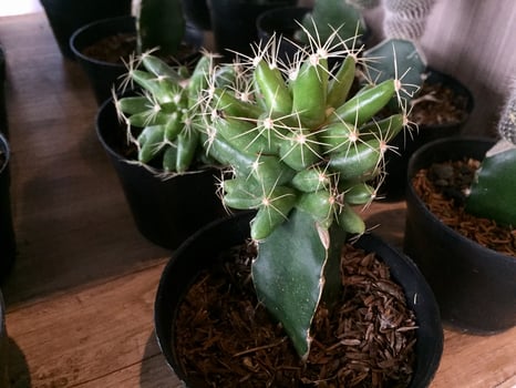 decorative cactus plants with cute shapes and colors photo
