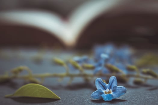 Tiny Purple Flowers In Old Vintage Book photo