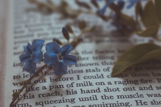 Tiny Purple Flowers In Old Vintage Book photo