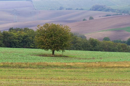 Autumn Landscape  in a Moravian Fields photo