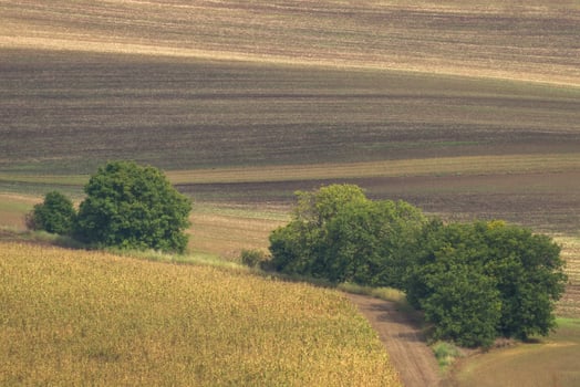 Autumn Landscape  in a Moravian Fields photo