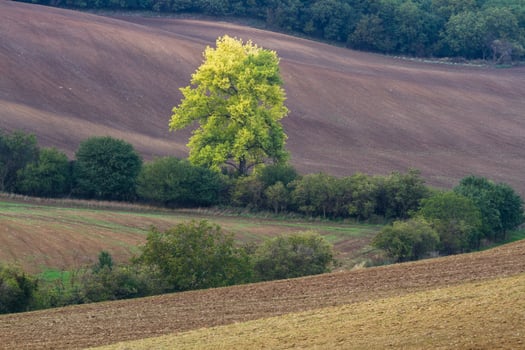 Autumn Landscape  in a Moravian Fields photo