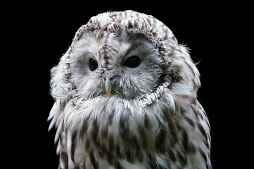 Ural owl - Strix uralensis. Nocturnal owl on black background photo