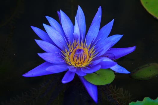 Naturally beautiful and blooming purple lotus flowers with yellow streaks waiting for the eyes of insects and bees to mate on a black background. photo