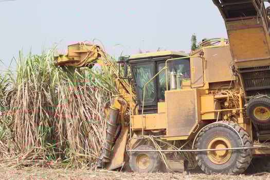 Sugarcane harvesters are cutting sugarcane and transporting it to trucks to deliver sugar mills during the harvesting season and converting the produce for consumption and export in rural Thailand. photo