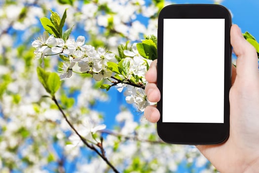 smartphone white flowers on apple tree in spring photo