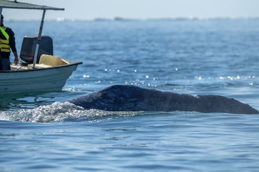 Gray whale at whale watching in Laguna San Ignacio Baja California, Mexico photo