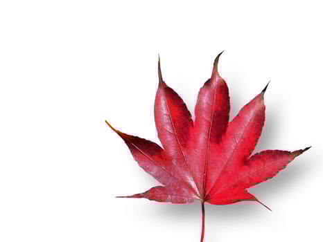 Isolated of A single vibrant Red Maple Leaf, Color of Autumn, Fallen Leaves, cutout, dry leaf, transparent, element, object, graphic resource photo