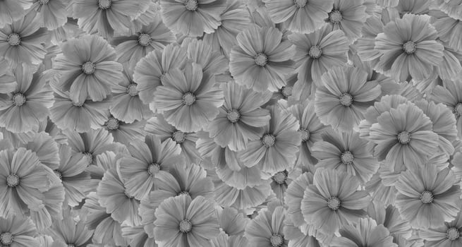 Gray cosmos flower pattern background. Art or abstract of Grey flora, floral and beautiful natural wallpaper. photo