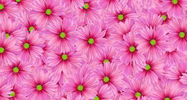 Pink cosmos flower pattern background. Art or abstract of flora, floral and beautiful natural wallpaper. photo