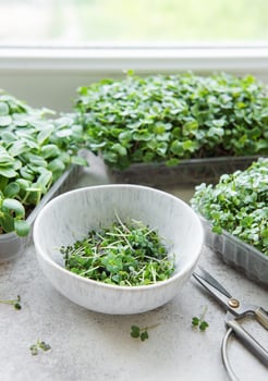 Assortment of micro greens on  table photo