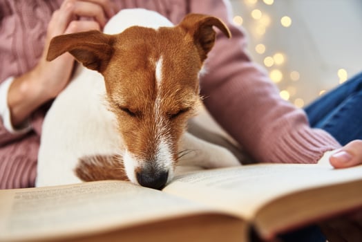 Woman hold dog and reading book. Relaxing together with a pet photo