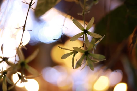 The light green leaves are shot against the light for a blurry bokeh background. photo