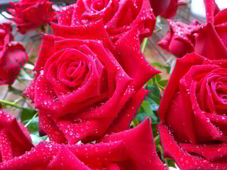 A close-up shot of a bright red rose with water droplets on it, giving it a refreshing feeling. conveys love, nostalgia, valentines time photo