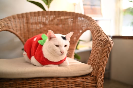 Cat wear red shirt on the chair photo