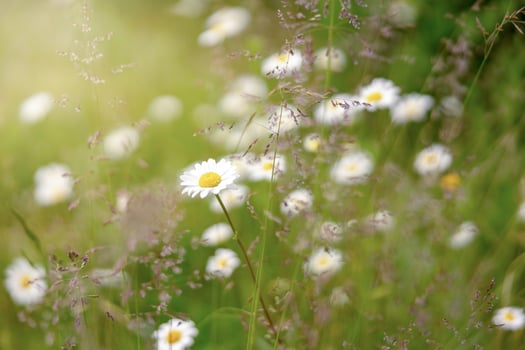 Field of camomiles. Camomile daisy flowers, sunny day. Summer daisies. Beautiful nature scene with blooming medical chamomilles. Alternative medicine. Spring flower background. Beautiful meadow. photo