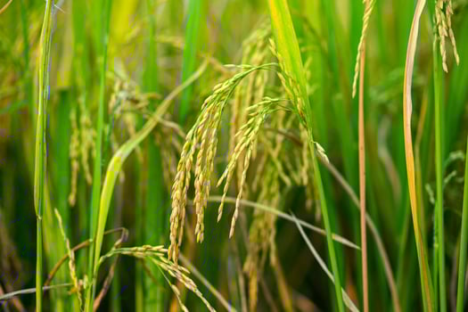 preparing paddy or rice after cutting in the field for selling in the paddy market. paddy crop photo