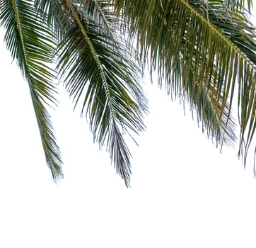 Coconut leaf isolated on white background with clipping path photo
