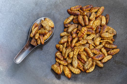 Closeup fried silk worms on pan.  Concept, weird food. Insects eating. High protine. Traditional Thai street food in Thailand. Edible Worms. photo