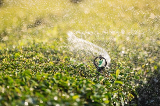 Water sprinkler system working green tea leaf plantation organic farm. Fresh green tea leaves. Green tea plantations in morning sunrise. Freshness organic tea garden for wallpaper background. photo