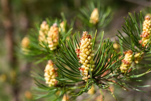 Young Pine Cones photo