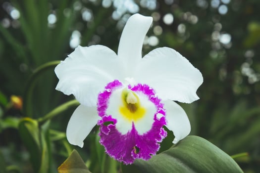 white flowers or cattaleya orchid flowers blooming in the nature garden background photo