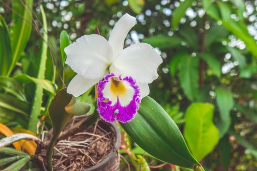 white flowers or cattaleya orchid flowers blooming in the nature garden background photo
