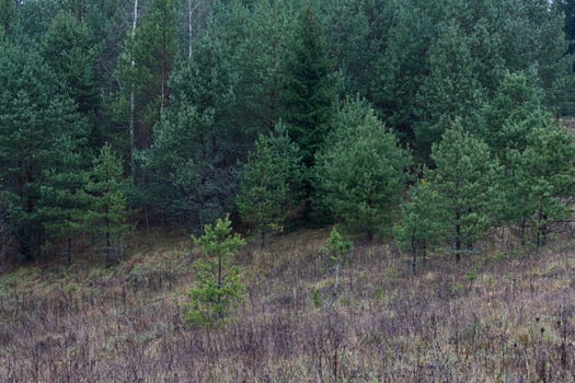 Evergreen Pine and Spruce Forests photo