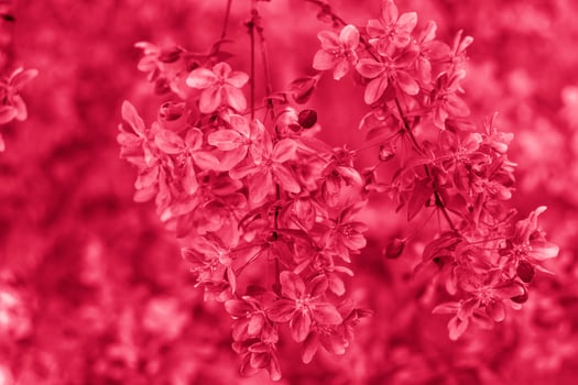 Apple tree in bloom, pink bright flowers. Spring flowering of the apple orchard. Floral background for presentations, posters, banners, and greeting cards. photo