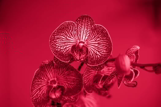 A beautiful tiger orchid flower in a blurry background on a window indoors at home. A flower of a bright orchid on a blur background. Selective focus. photo