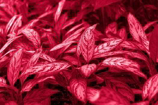 Flower bed with Aglaonema Silver king in the spring garden. The tropical plant Aglaonema Silver Bay or Silver King, also known as Chinese evergreens photo