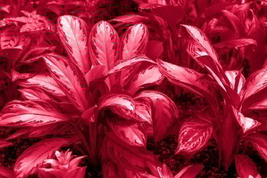 Flower bed with Aglaonema Silver king in the spring garden. The tropical plant Aglaonema Silver Bay or Silver King, also known as Chinese evergreens photo