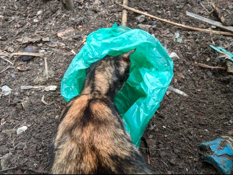 Striped cat looking for food in plastic bags that are thrown carelessly photo