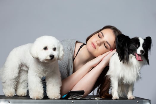 Groomer girl posing sleeping or tired with her pets bichon and papillon. photo