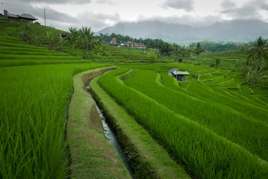 Jatiluwih rice terrace in Bali-Indonesia. It is world heritage site UNESCO. Beautiful nature greenery landscape photo
