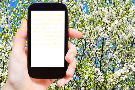 smartphone and blossoming tree in spring photo