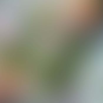 soft green gradient color perfect for background or wallpaper photo