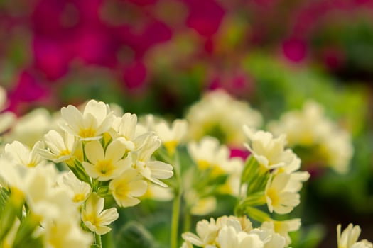 Easter concept. Primrose Primula with yellow flowers in flowerbed in spring time. Inspirational natural floral spring or summer blooming garden or park. Hello spring. photo