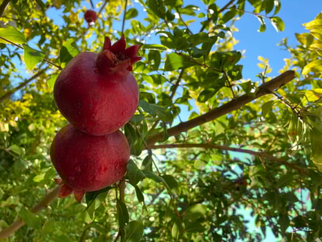 Natural red juicy ripe beautiful pomegranates on a pomegranate tree branch against the background of green tropical leaves. Background, texture photo