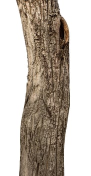 Trunk of a Tree Isolated On White Background photo