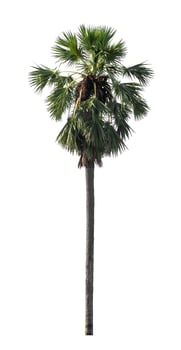 sugar palm that are isolated on a white background are suitable for both printing and web pages photo