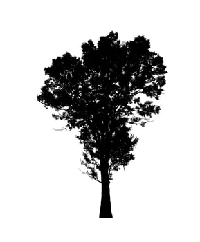 Tree silhouette for brush on white background photo