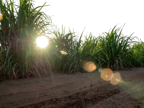 Sugar cane isolated on white background and cliping path photo